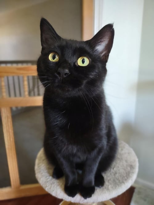 MAMA - Domestic Short Hair available for adoption