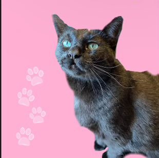 HARLEM - Domestic Short Hair available for adoption