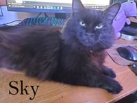 Sky - Photo 1