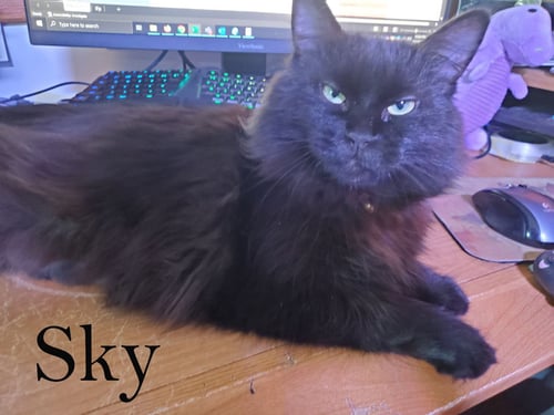 SKY - Domestic Medium Hair for adoption in Sterling Heights