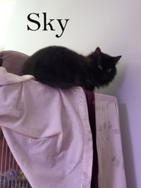 Sky - Photo 2