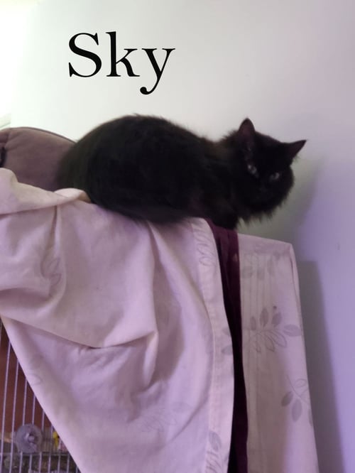 SKY - Domestic Medium Hair available for adoption