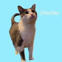 S'mores - Photo 1