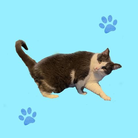 S'MORES - Domestic Short Hair available for adoption
