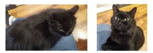 LUNA - Domestic Medium Hair for adoption in Sterling Heights