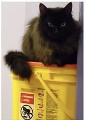 LUNA - Domestic Medium Hair available for adoption