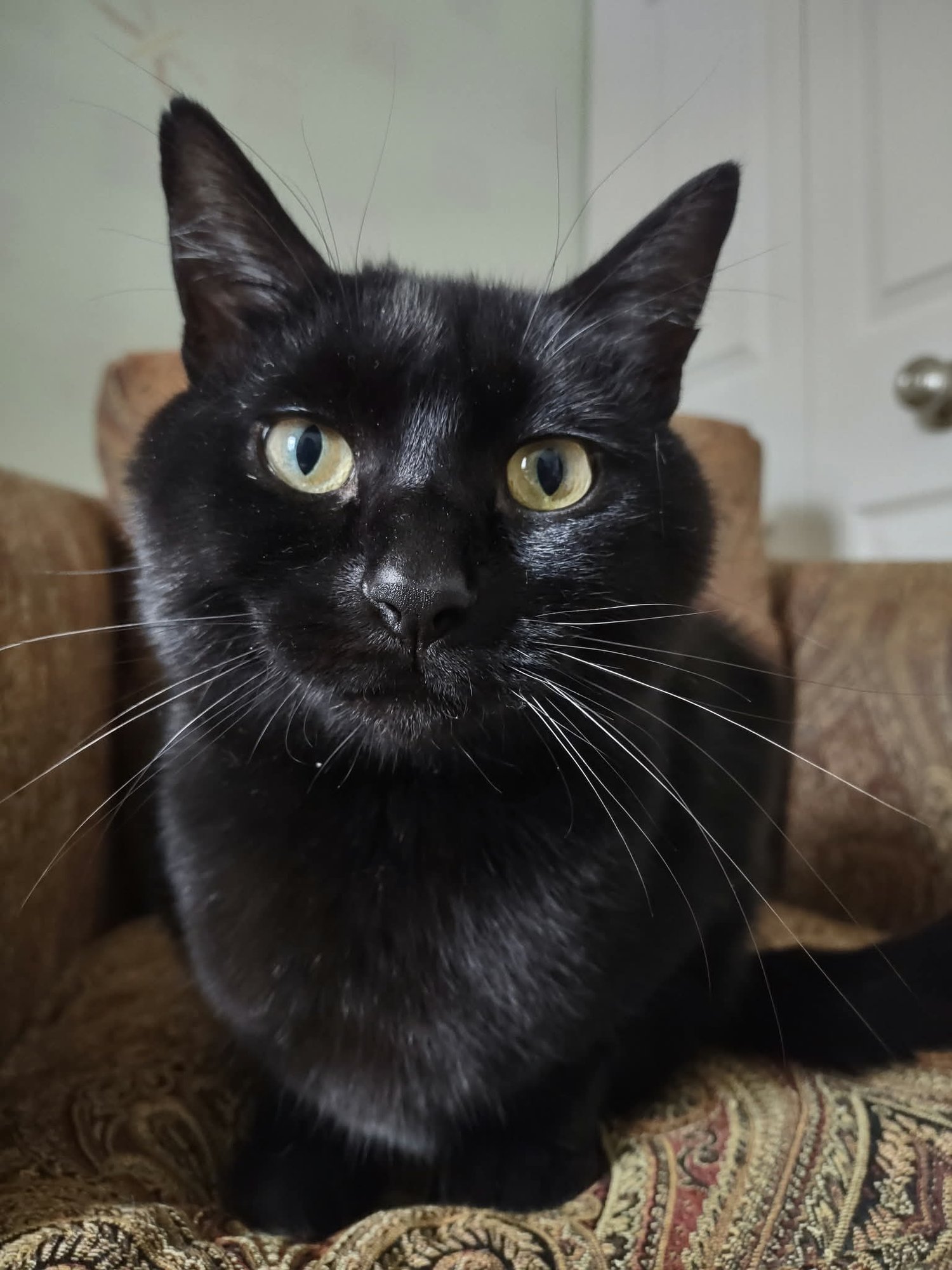 BLUE - Domestic Short Hair available for adoption