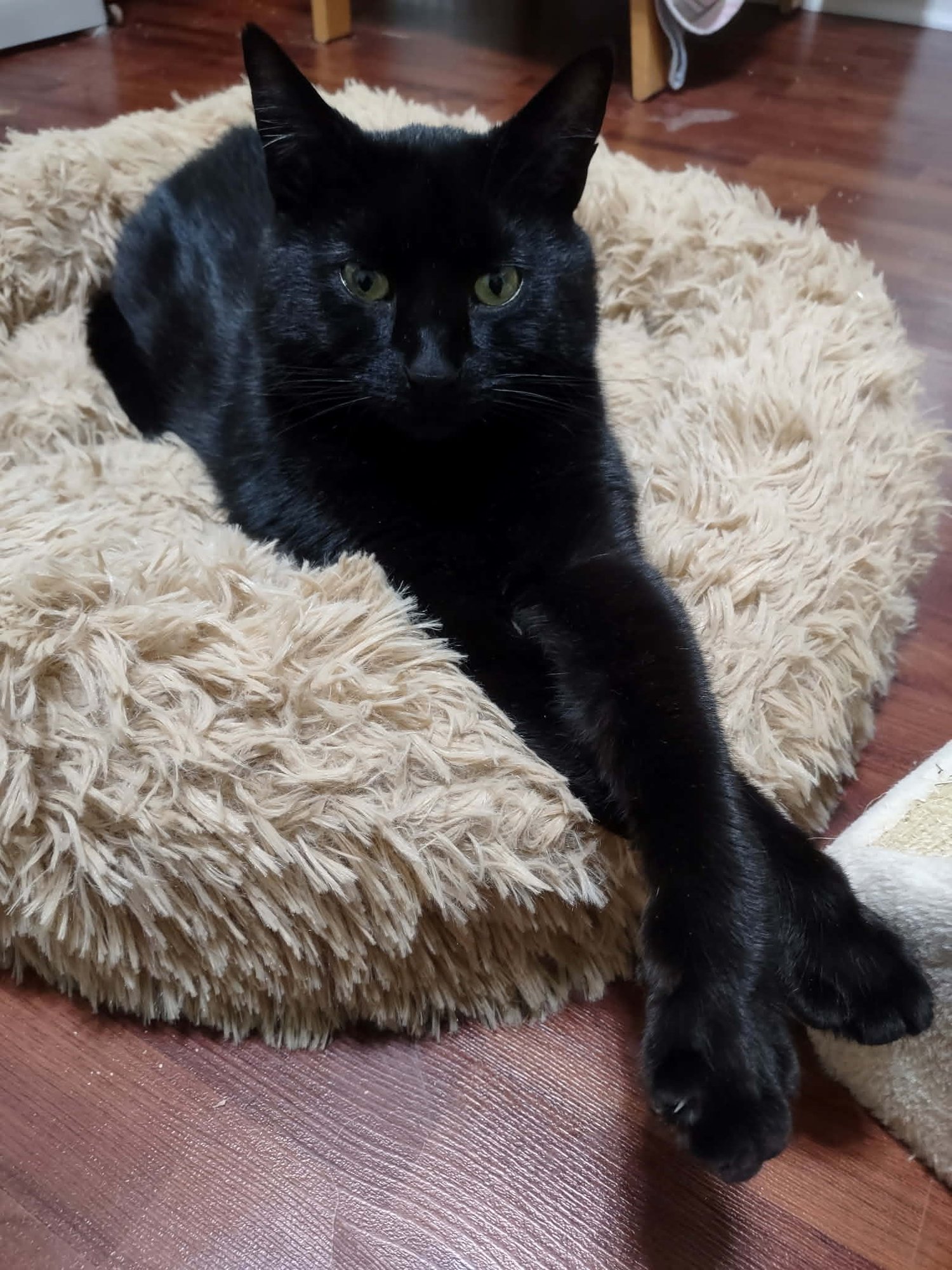 BLUE - Domestic Short Hair available for adoption