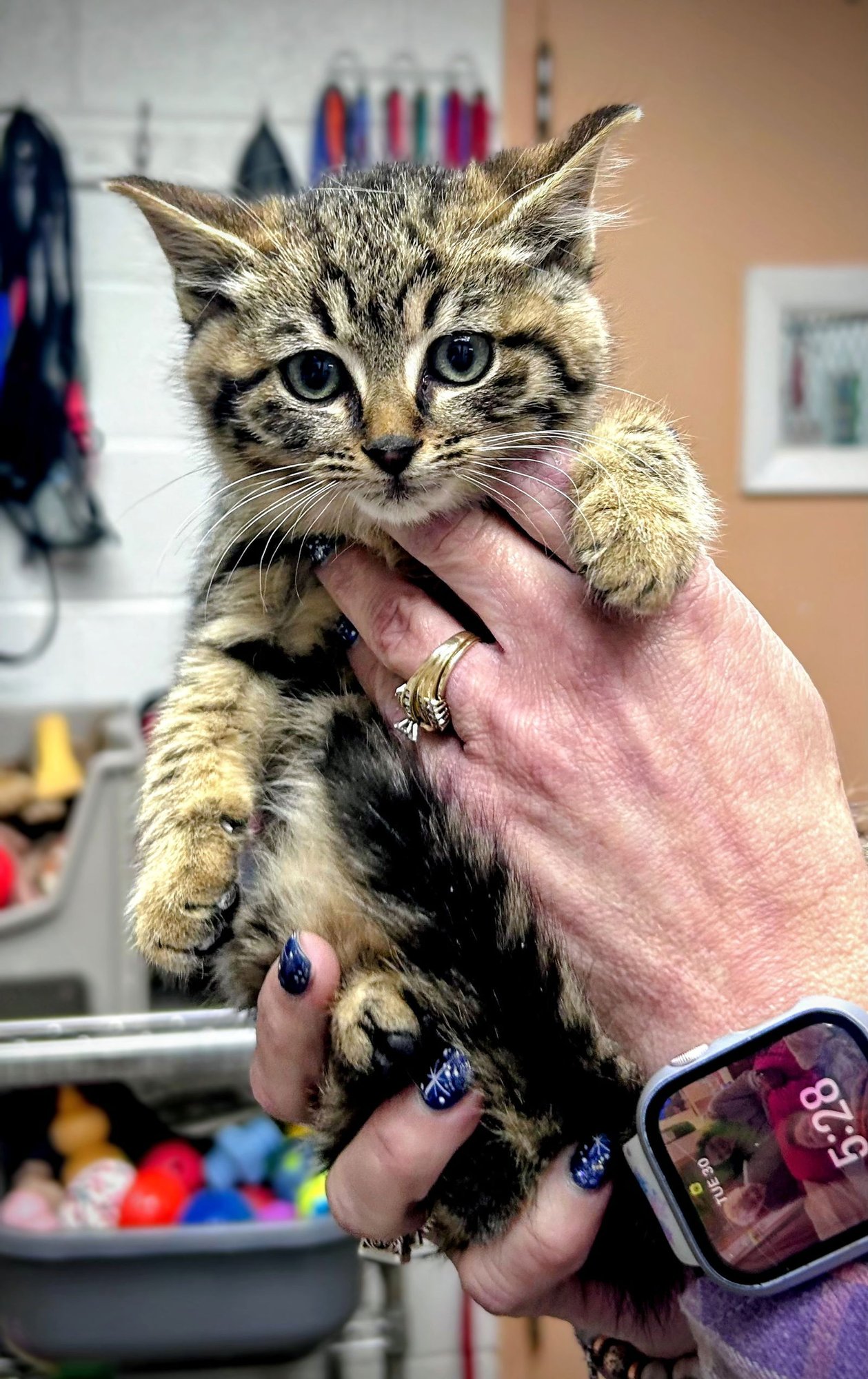 CHAMPAGNE (FOSTER ANIMAL) - Domestic Medium Hair available for adoption