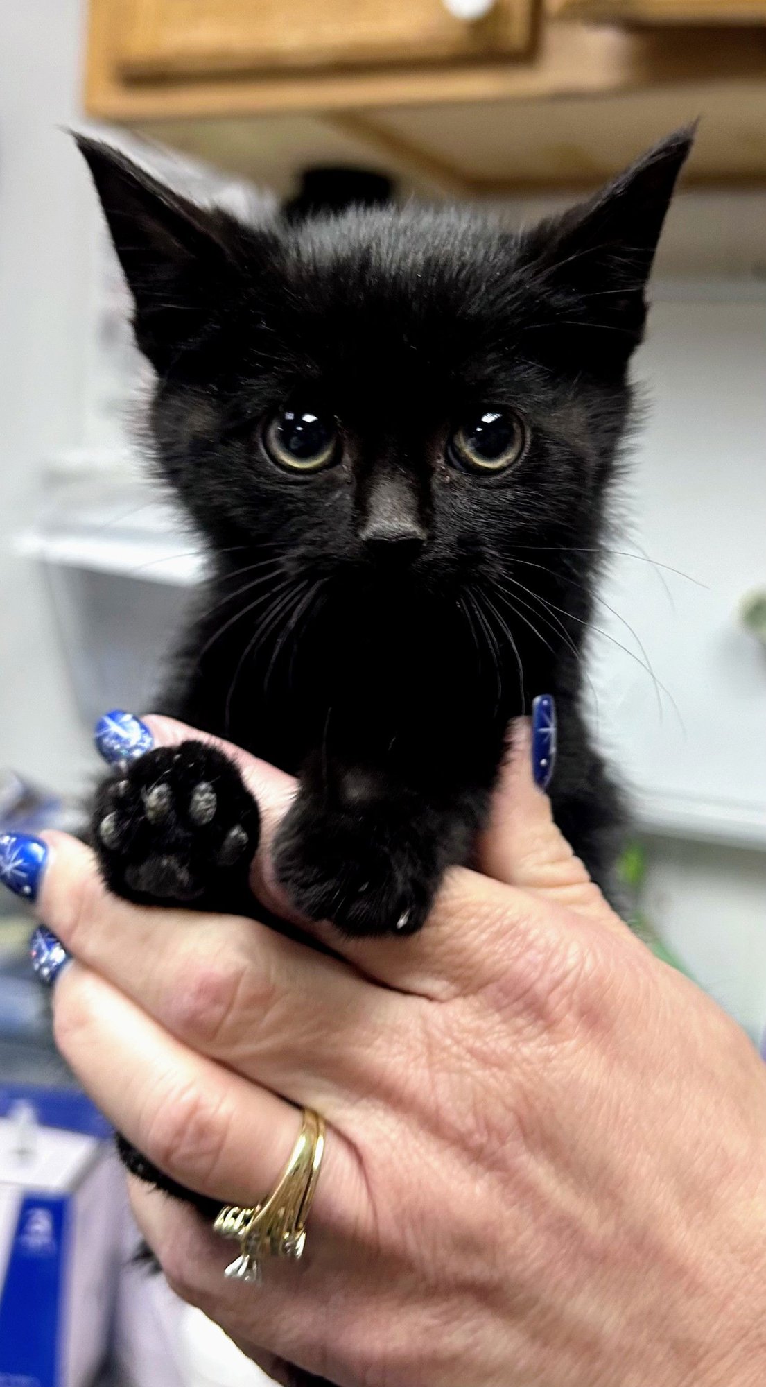 SPARKLER (FOSTER ANIMAL) - Domestic Medium Hair available for adoption