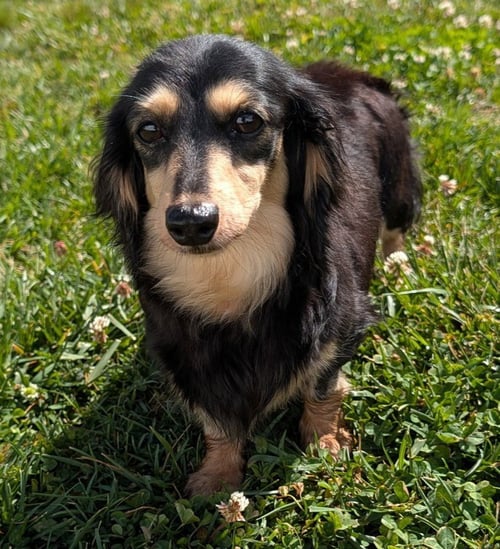 SKYLAR IN TN - Dachshund available for adoption