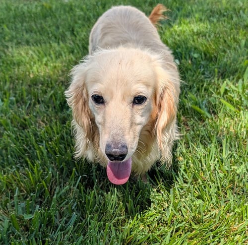 ANNA IN SC - Dachshund for adoption in Murfreesboro