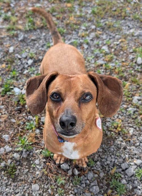 HENRY IN TN - Dachshund available for adoption