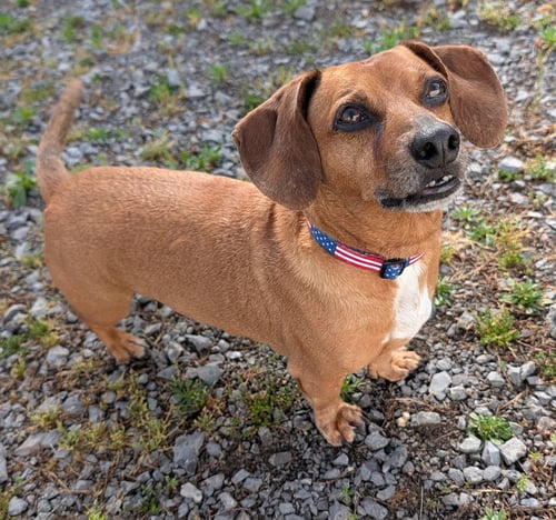 HENRY IN TN - Dachshund for adoption in Murfreesboro