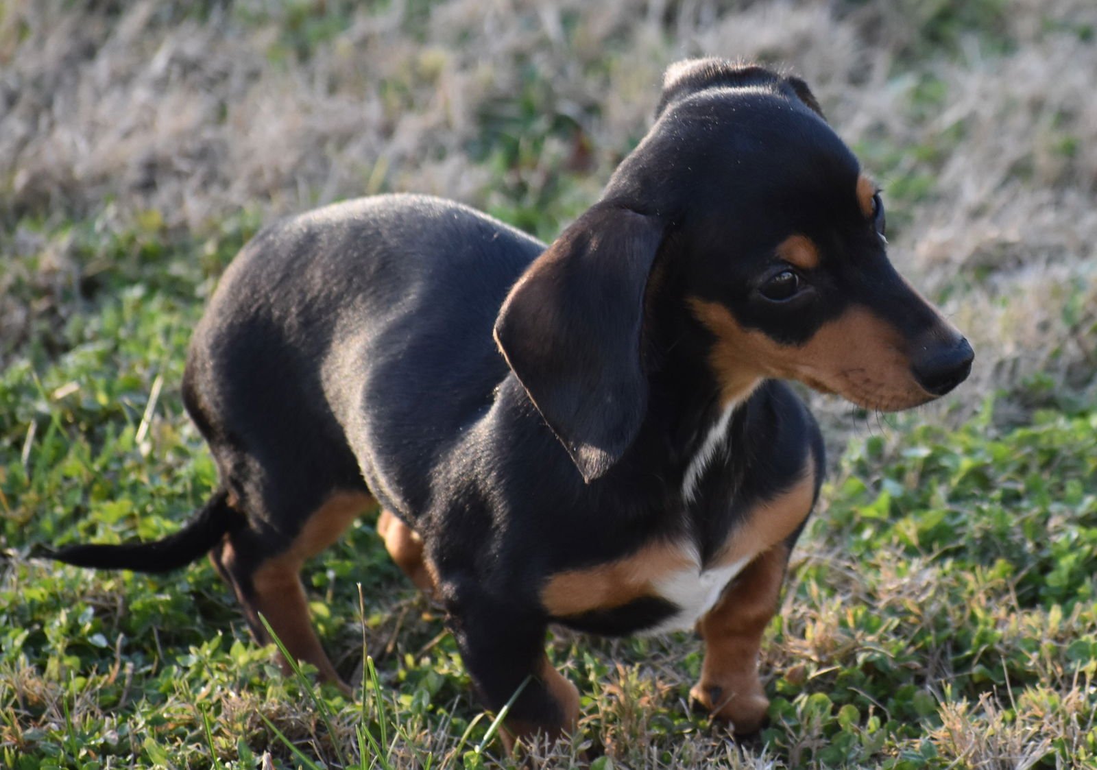 BRITTA IN TN - Dachshund available for adoption