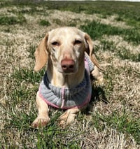 Luna in KY - Photo 1