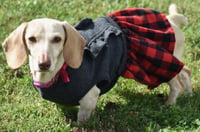 Luna in KY - Photo 6