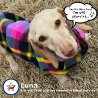 Luna in KY - Photo 4