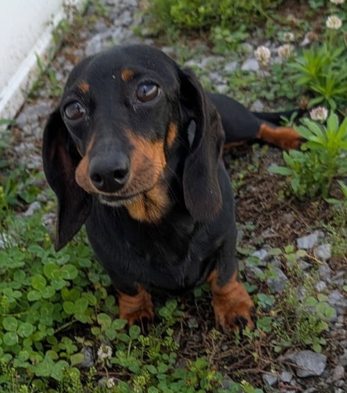 MALORIE IN FL - Dachshund for adoption in Murfreesboro