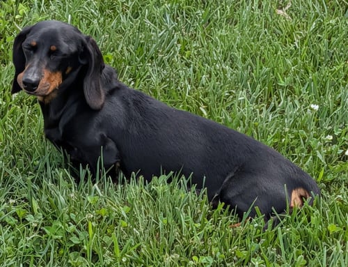 MALORIE IN FL - Dachshund available for adoption
