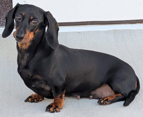 MALORIE IN TN - Dachshund for adoption in Murfreesboro