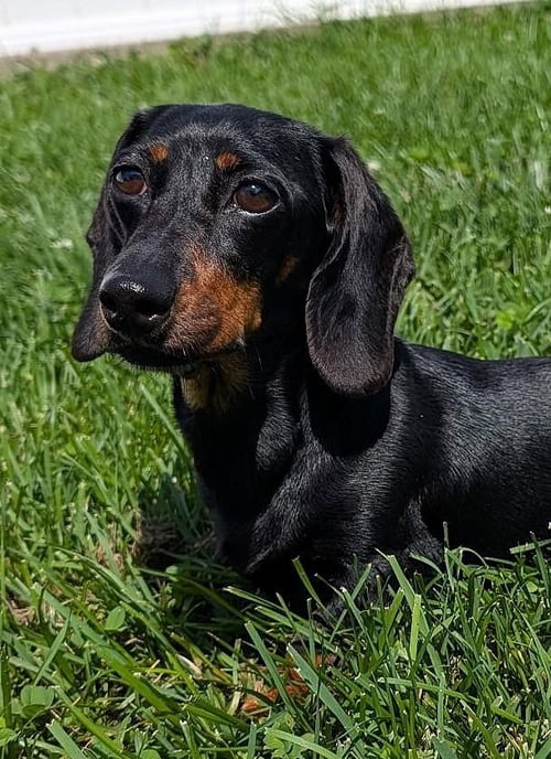 MALORIE IN TN - Dachshund available for adoption
