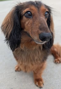 Ollie in TN - Photo 5