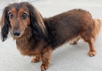 Ollie in TN - Photo 4