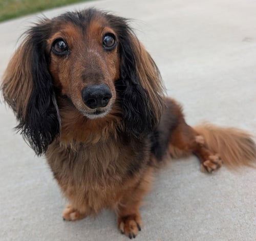 OLLIE IN TN - Dachshund available for adoption