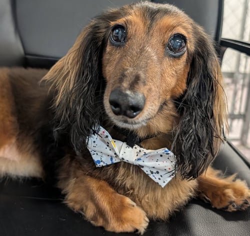 OLLIE IN TN - Dachshund for adoption in Murfreesboro
