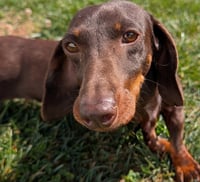 Snickers in TN - Photo 1