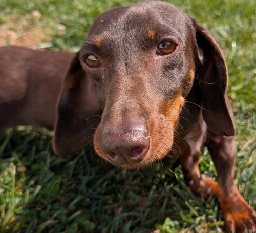 SNICKERS IN TN - Dachshund for adoption in Murfreesboro