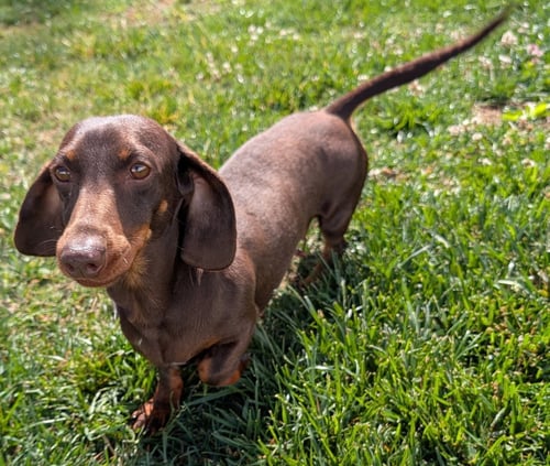 SNICKERS IN TN - Dachshund available for adoption