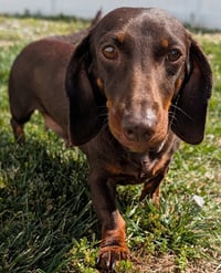 Snickers in TN - Photo 3