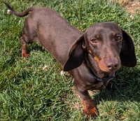 Snickers in TN - Photo 4