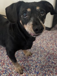 Otto in TN - Photo 1