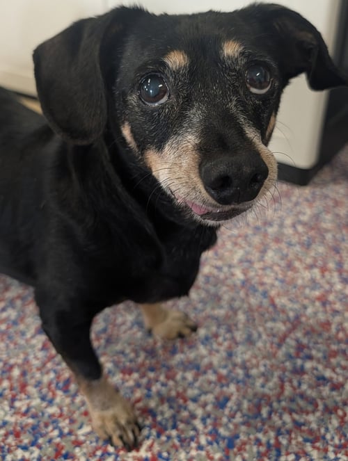 OTTO IN TN - Dachshund / Chihuahua for adoption in Murfreesboro