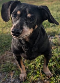 Otto in TN - Photo 4
