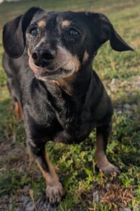 Otto in TN - Photo 3