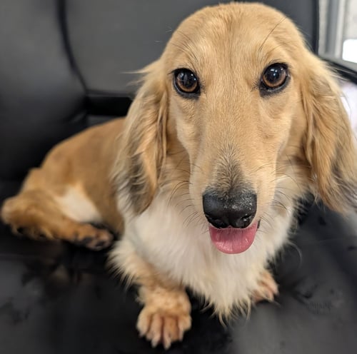 BEAUTY IN NC - Dachshund for adoption in Murfreesboro