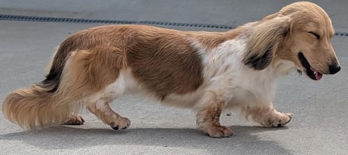 BEAUTY IN NC - Dachshund available for adoption