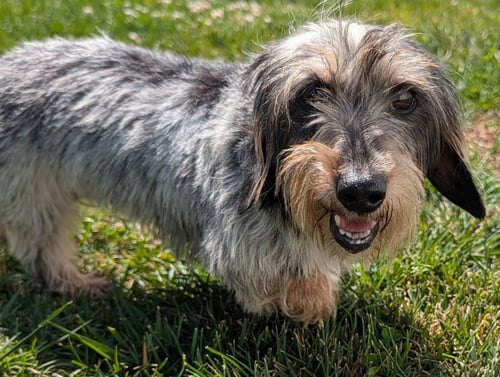 POPPY IN TN - Dachshund for adoption in Murfreesboro