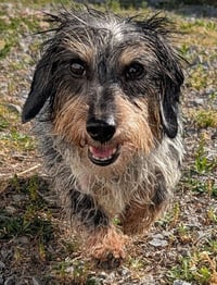 Poppy in TN - Photo 2