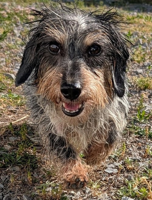 POPPY IN TN - Dachshund available for adoption