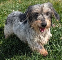 Poppy in TN - Photo 3