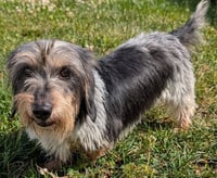 Poppy in TN - Photo 4