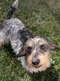 Poppy in TN - Photo 6