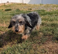 Poppy in TN - Photo 7