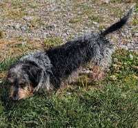 Poppy in TN - Photo 8