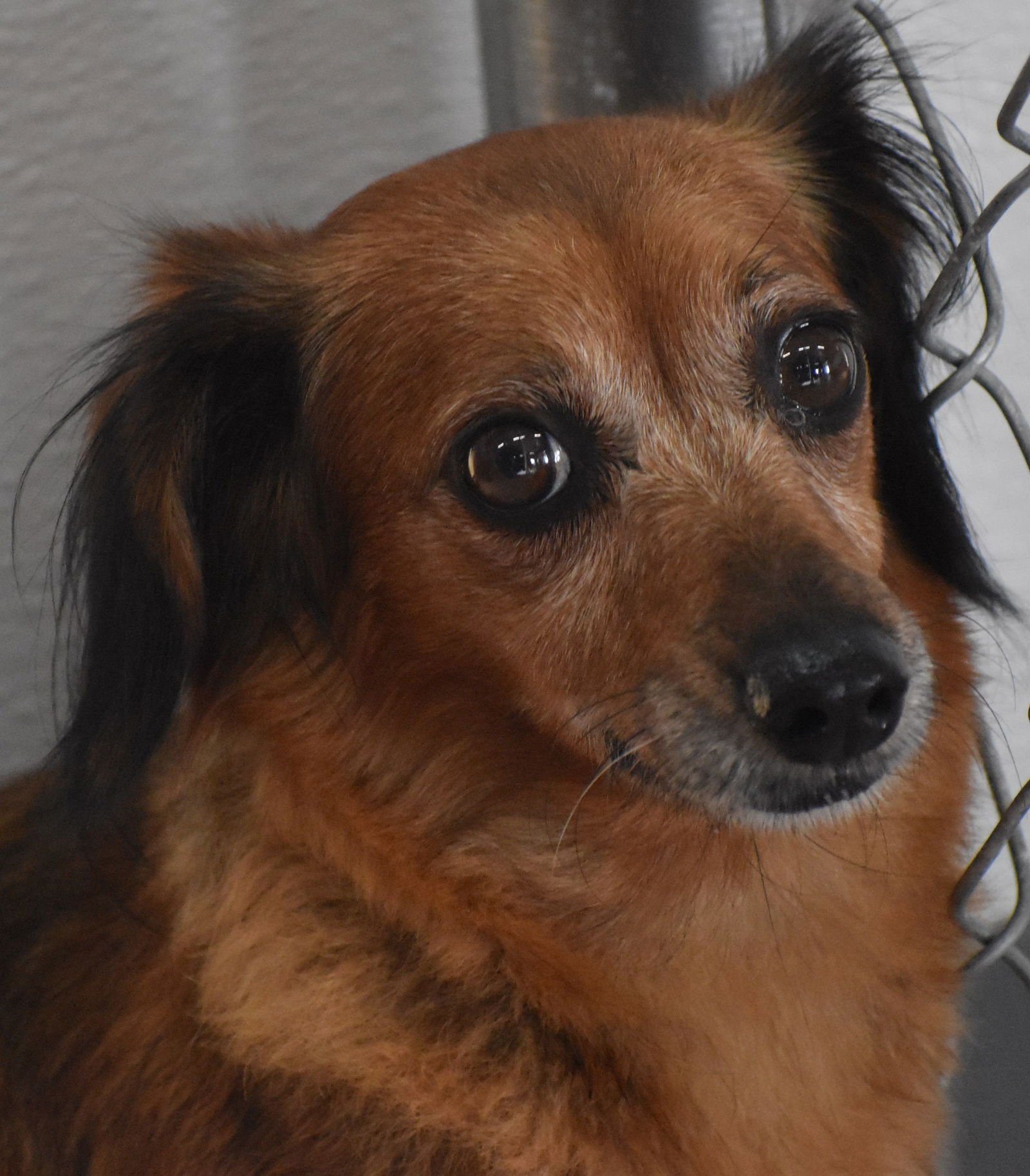GISELLE IN TN - Dachshund / Chihuahua available for adoption